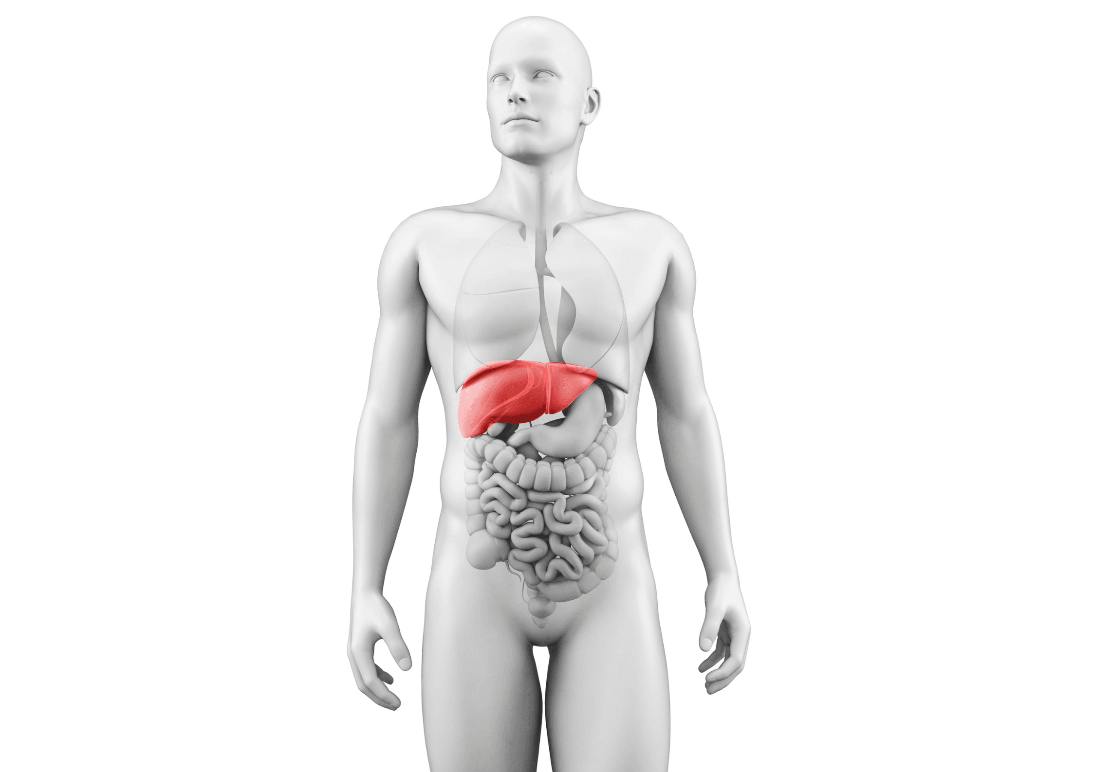 Liver on the Rocks: Alcohol, Sugar & the Fatty Liver Nobody Talks About